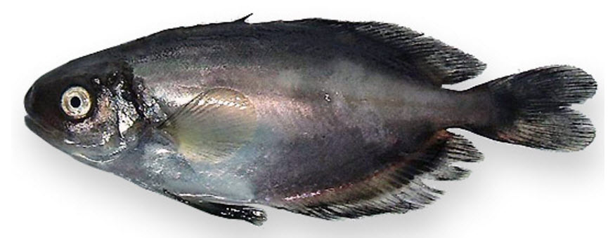 Psenes pellucidus_07.jpg